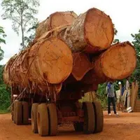 TIMBER LOGS AND WOOD RUBBER WOOD LOGS