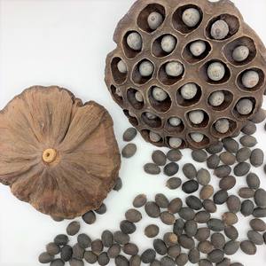 driedlotusseeds