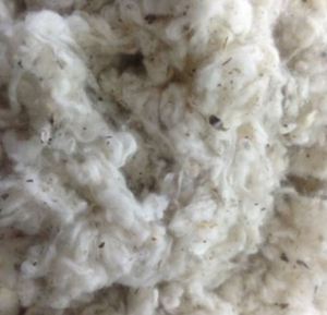 Lickerina de Algodón de Grado A&B de THANH VIN, Procedente de Vietnam, al Mejor Precio, Residuos Textiles para Hilado 2025 (Sra. Xavia +84 333371330) - Product Image 5