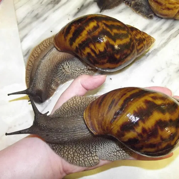 Giant African Land Snails for sale,High Quality Edible Snails Frozen,Dried ,Fresh Snails For sale