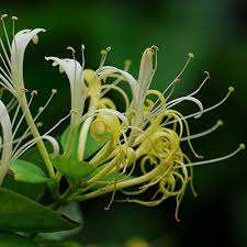 Extrait de fleur de chèvrefeuille prix le moins cher - Product Image 6