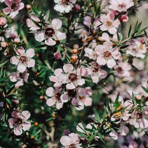 Huile essentielle de Manuka pure de la meilleure qualité, distillée à la vapeur et certifiée GMP, en provenance de Nouvelle-Zélande par AARNAV GLOBAL EXPORTS - Product Image 6