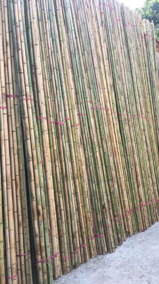 spectabilis bambus Phyllostachys aureosulcata 'Spectabilis' | 80-100 cm im Topf