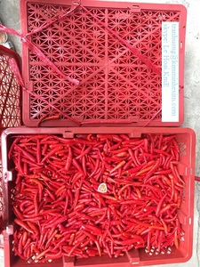 Tige de piment rouge glacé, sans tige - Product Image 5