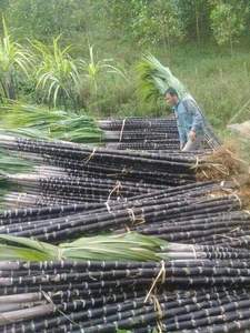 Caña de Azúcar Fresca de la Mejor Calidad / Caña de Azúcar para Exprimir Agua de Vietnam 99 Gold Data - Product Image 6