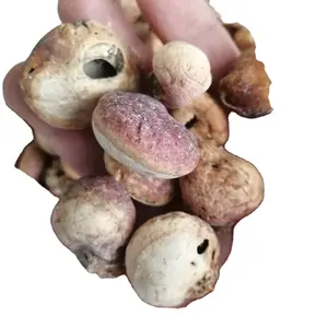 Yin kong jun chinese Wild Polyporus mushroom natural dried Polyporus volvatus polypore fungus for sale