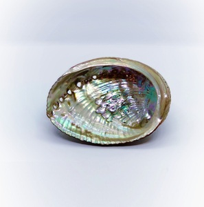 Sacoches en abalone naturelles polies, vente en gros - Product Image 5