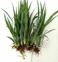 Excellente capacité md2 ananas