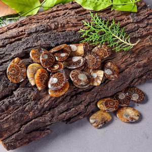 ซื้อส่วนลดในการขายร้อนล่าสุดสต็อกใหม่ล่าสุด Ammonite เครื่องประดับอัญมณีหลวมหิน Cabochon - Product Image 4