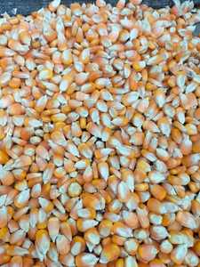 Harina de gluten de maíz amarillo de grado alimenticio al por mayor 60% proteínas para cerdos, ganado, caballos, varios animales - Product Image 3