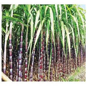 Vietnam Best Price Frozen Sugarcane Cleaned For JUICE Sugar cane [Helen +84 346 922 313]