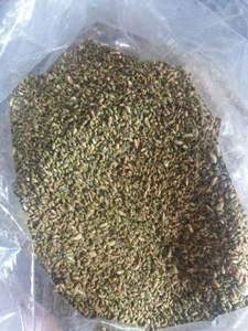 Brotes secos Sophora Japonica de calidad superior/Bueno para la salud Brotes de flores Sophora Japonica secos/Shyn Tran - Product Image 6