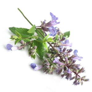 AARNAV GLOBAL EXPORTS 30ml Huile Essentielle Pure de Catnip de Qualité Supérieure pour la Perte de Poids, Ingrédients Herbacés Floraux, Tarifs Compétitifs, Vapeur - Product Image 1