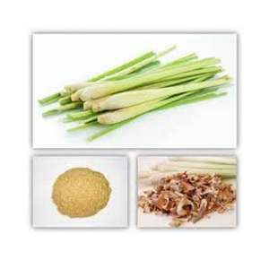 ตะไคร้ธรรมชาติ100% จากเวียดนาม-Jolene TT + 84 336089155 - Product Image 2