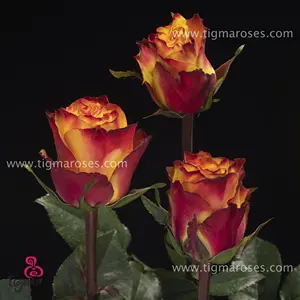 Rosa do equadorian em flash, flor natural fresca, haste longa, corte de rosa para atacado e casamento de tigma