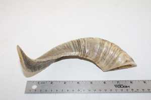 ฮอร์น RAM ดิบสำหรับการทำมีดจับ - Product Image 3