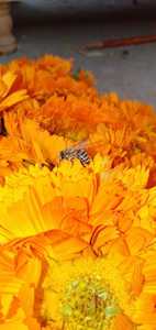 Fleur de Calendula séchée brute certifiée ISO22000, récolte égyptienne la plus récente, qualité supérieure, vente chaude - Product Image 4