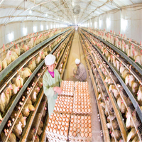Cages à poules pondeuses de type batterie, fournies par l'usine pour l'élevage avicole