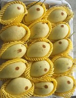 Harga Murah Buah Mangga Segar dari Vietnam/Mangga Segar Kualitas Tinggi