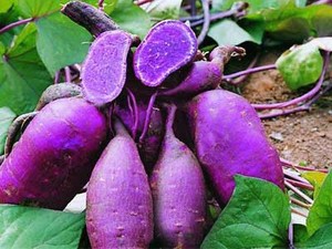 Ms — pomme de terre douce violet, idéal pour les vacances - Product Image 6