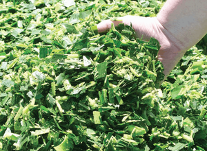 Ensilaje de maíz de alta calidad para caballos, ganado, cerdo, cantidad a granel y precios económicos - Product Image 5