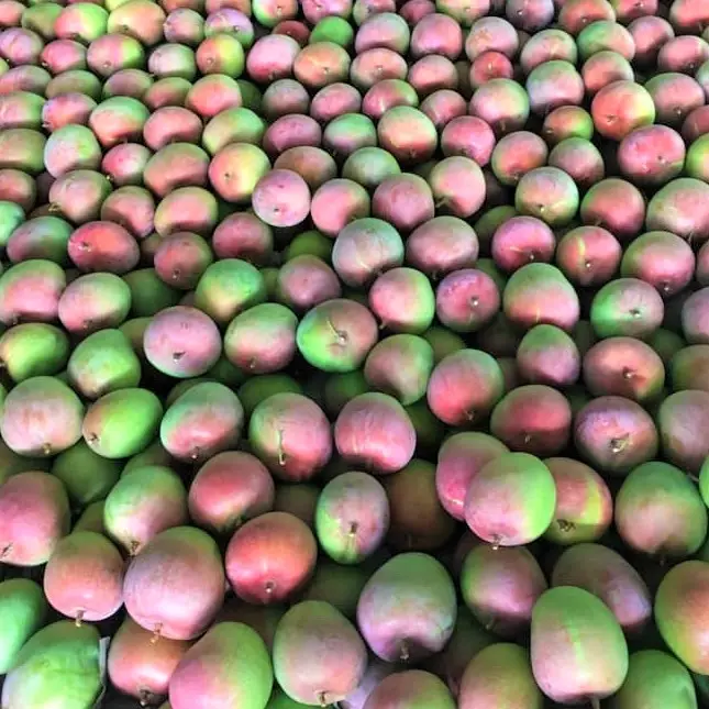 ऑस्ट्रेलिया आम ताजा फल (वियतनाम में बढ़ी)-प्रीमियम, उच्च गुणवत्ता, साफ खेती, VietGap, प्रतिष्ठा, आकर्षक कीमत