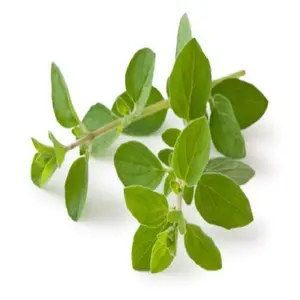 Óleo de oregano orgânico puro 100% natural | óleos essenciais marca íntima 100% puro mm oregano