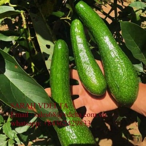 EL AGUACATE CONGELADO SECO AL PRECIO MÁS BAJO DE VIET NAM EN 2020 - Product Image 4