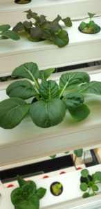 Système de culture hydroponique verticale, 1 pièce, peu encombrant, système de culture hydroponique - Product Image 5