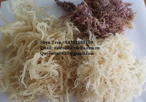 Mousse de mer séchée de haute qualité/Mousse de mer irlandaise d'origine Vietnam-Or Mousse de mer irlandaise Séchée à sec Mousse de mer violette/Shyn Tran - Product Image 2
