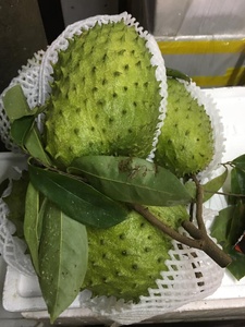 NOUVELLES RECOLTES DE COROSSOL SÈCHES ET MOELLES DU VIETNAM/+84 896611913 - Product Image 2