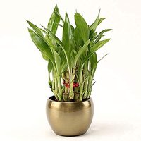 Pot de fleurs doré en laiton, plante de bambou, porte-bonheur, pour décoration intérieure, Pot rond décoratif, 2 couches, utilisé avec fleur/plante verte