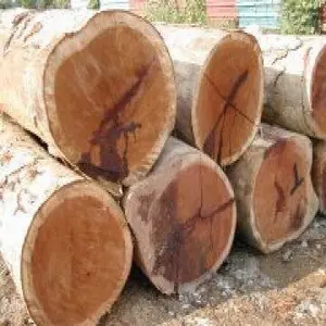 wood logs IROKO / rosewood / doussie / IROKO