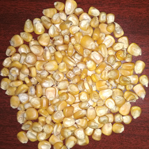Grade 100% Maturity Yellow <b>Maize</b> Dried Yellow Corn for Animal Feed High Protein Fish <b>Meal</b> for Pig Cattle Horse Food Packaged Bag - Product Image 3