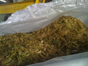 BAGASSE SILAGE/ DÉCHETS DE CANNE À SUCRE BAGASSE/ DÉCHETS AGRICOLES - Product Image 3