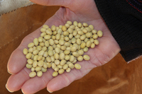 Soja NON-GMO fournisseurs de graines de soja
