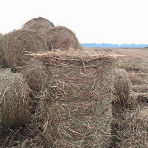 Déchets agricoles bon marché de paille de riz de haute qualité du Vietnam pour l'alimentation animale - Product Image 1