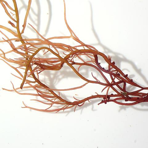 EXPORTING DRIED GRACILARIA RAW/GRACILARIA <b>SEAWEED</b> / Hana - Product Image 1