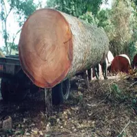Тиковая древесина-круглые бревна, лесовые бревна в продаже