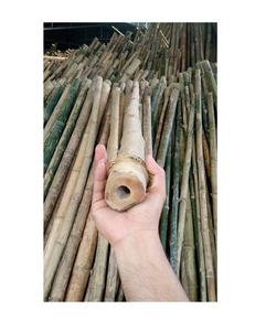 Postes de bambú duraderos fuertes Especies mundiales para la construcción Postes/bastones de bambú tratados de gran tamaño de 150mm - Product Image 1