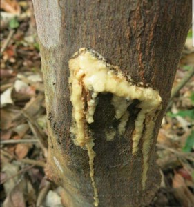 100% Pure Benjoin Siam Résine Gomme/Styrax Benjoin Huile Essentielle/Vietnam Top Benjoin Siam ( Shyn Tran) - Product Image 2