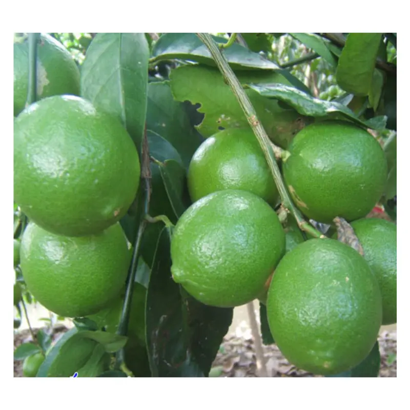 Rich Vitamin C Green Lime No Seed/ Fresh Green Lemon Seedless From Vietnam