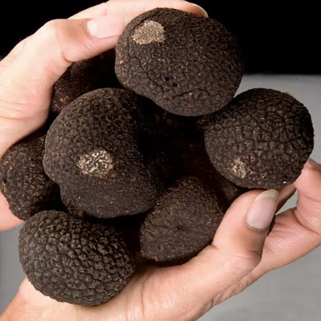 2021 récolté Champignons Truffe noire En Gros prix, Truffe noire Séchée Sauvage, Acheter Truffe noire du Périgord par kilo