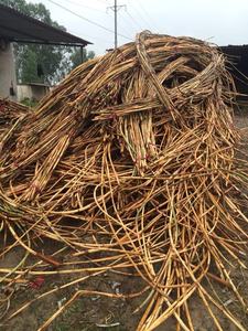 MATÉRIAU DE POLE EN ROTIN NATUREL pour MEUBLES - POLE EN ROTIN DU VIETNAM - POLE EN ROTIN POLI  WS0084587176063 - Product Image 4