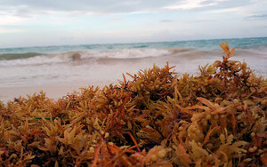 High Quality <b>Dried</b> Sargassum/<b>dried</b> Seaweed Vietnam - Product Image 5