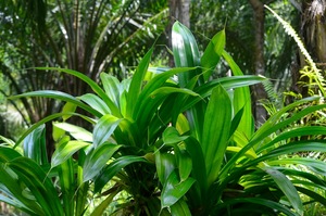 {VENTA CALIENTE 2024] -Hojas de Pandanus frescas de alta calidad para cocinar, el mejor precio y saludable en Vietnam - Product Image 2