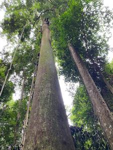 Chengal <b>Log</b> Raw <b>Wood</b> <b>Logs</b> From Malaysia - Product Image 2