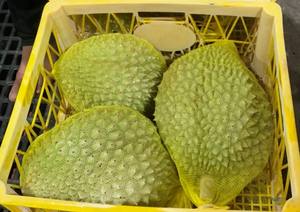 Processus IQF entier de Mongthong de Durian congelé organique emballé en vrac - Product Image 5