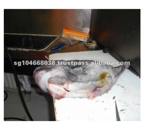 Congelados LUMPFISH todo - Product Image 6