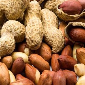 Best Sale Peanut Dried Kernel Peanuts <strong>Groundnut</strong> - Product Image 4